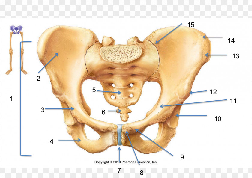 Bones Hip Bone Pelvis Human Skeleton Anatomy PNG