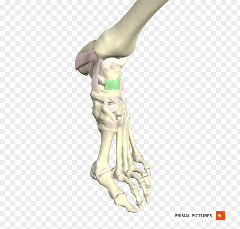Ligament Heel Bone Figurine H&M PNG