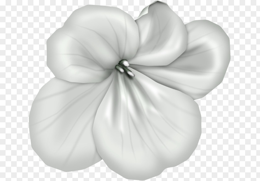 Petal White Mallows Cut Flowers PNG