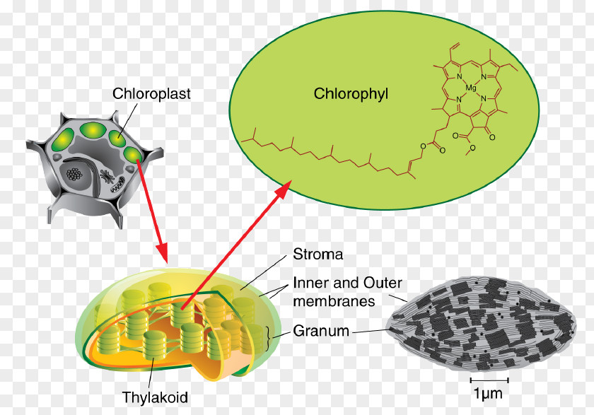 Aquatic Plants Photosynthesis Thylakoid Chloroplast Stroma Chlorophyll PNG