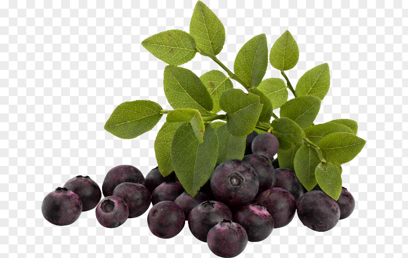 Blueberry Bilberry Huckleberry Damson Superfood PNG