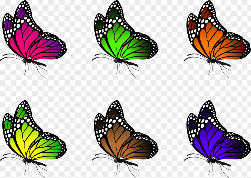 Colorful Butterfly Illustration PNG