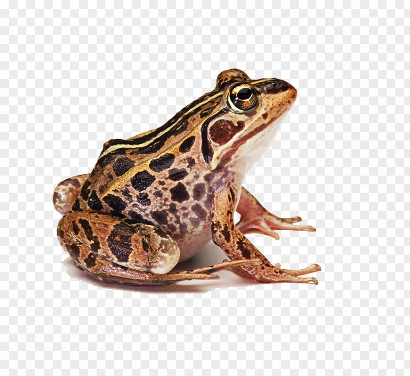 Frog Prince Clip Art PNG