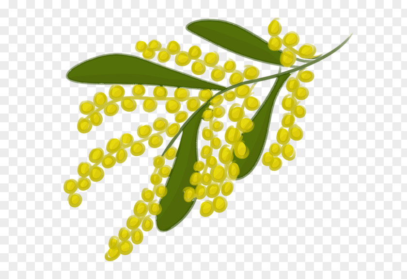 Golden Hexagon Flowers Leaf Food Plant Stem Fruit PNG
