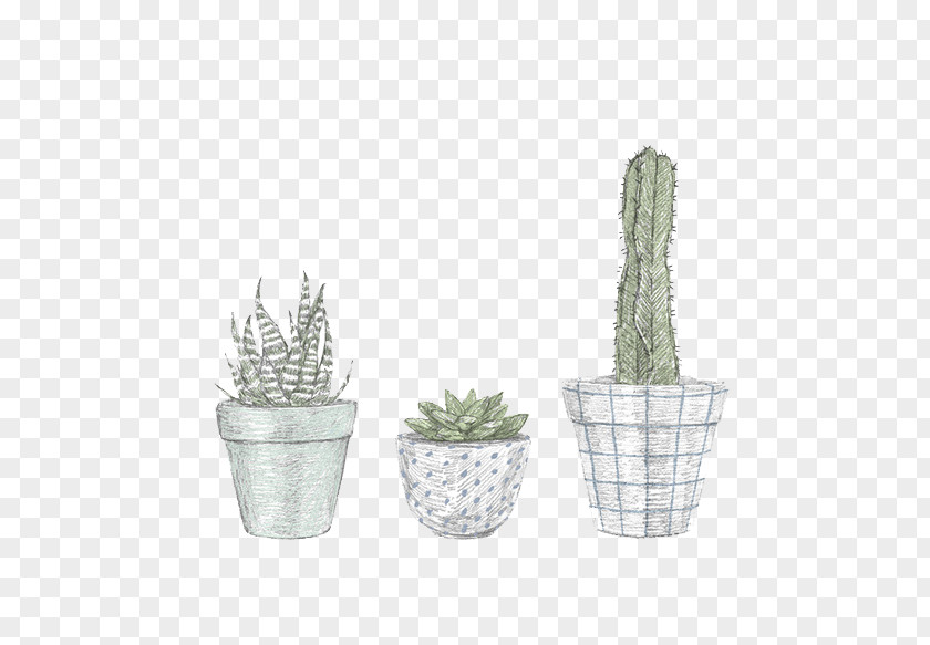 Hand Painted Cactus Cactaceae Illustrator Drawing Illustration PNG