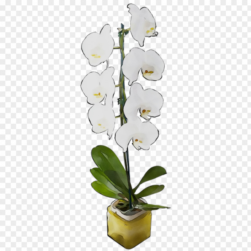 Moth Orchids Cut Flowers Floral Design Artificial Flower PNG