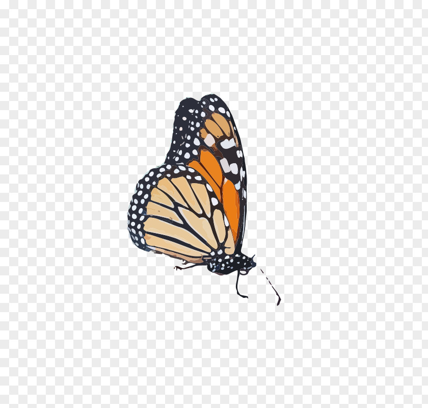 Butterfly Monarch Pieridae Butterflies Queen PNG