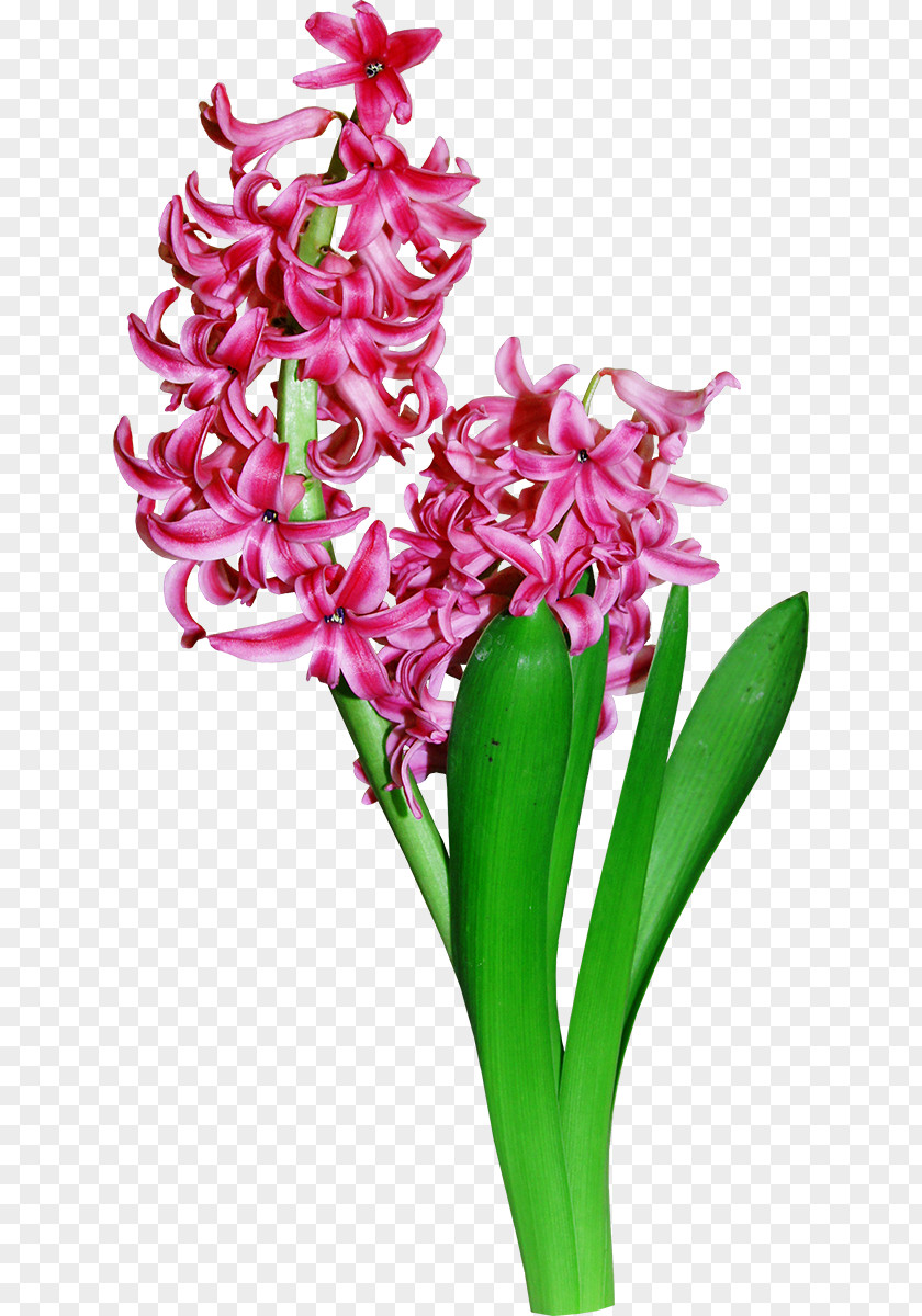 Flower Floral Design Hyacinth PNG