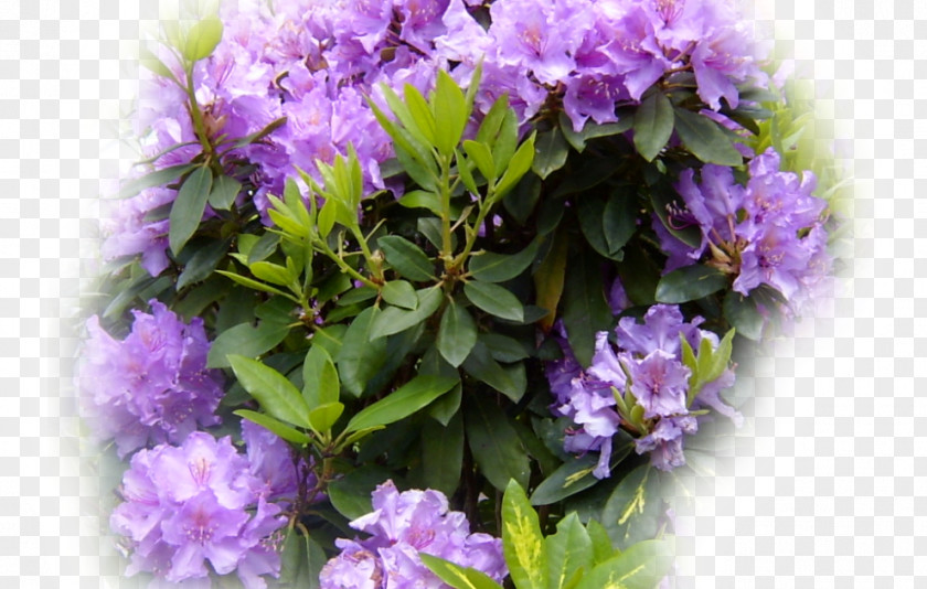 Rhododendron Shrub PNG