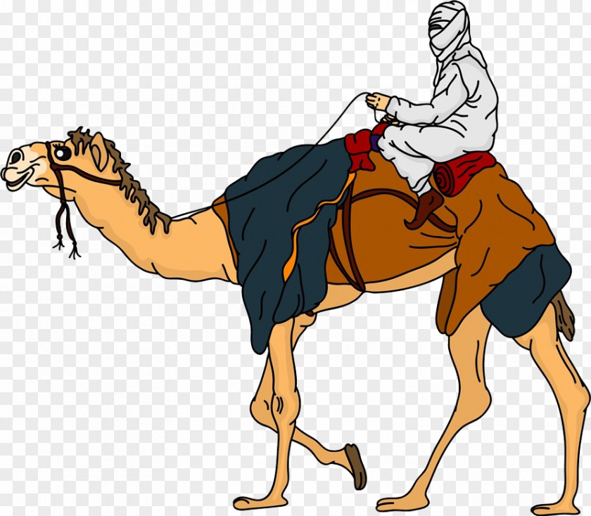 A Camel Man Bactrian Dromedary Equestrianism Clip Art PNG