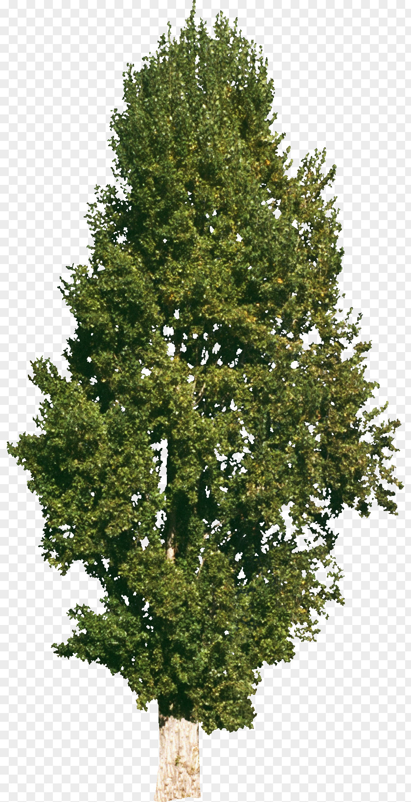 Bushes Tree Ulmus Minor Norway Maple Stock Photography Clip Art PNG
