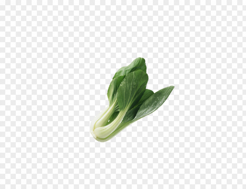 Cabbage Vegetable Napa Fruit PNG