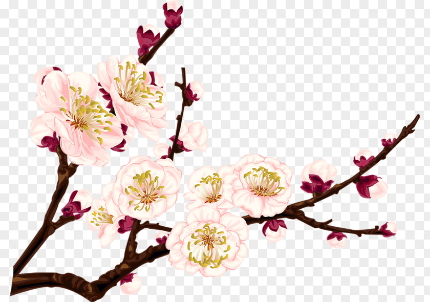 Chinese Flower Plum Blossom Drawing Clip Art PNG