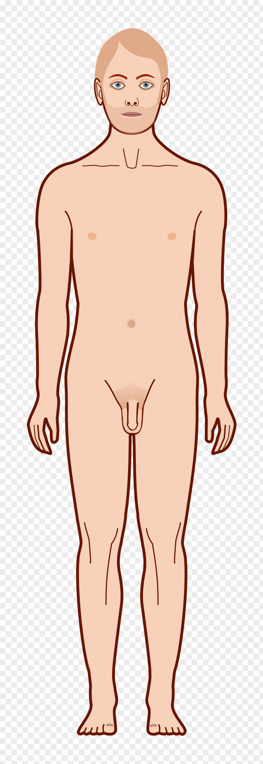 Front View Homo Sapiens Diagram Vitruvian Man PNG