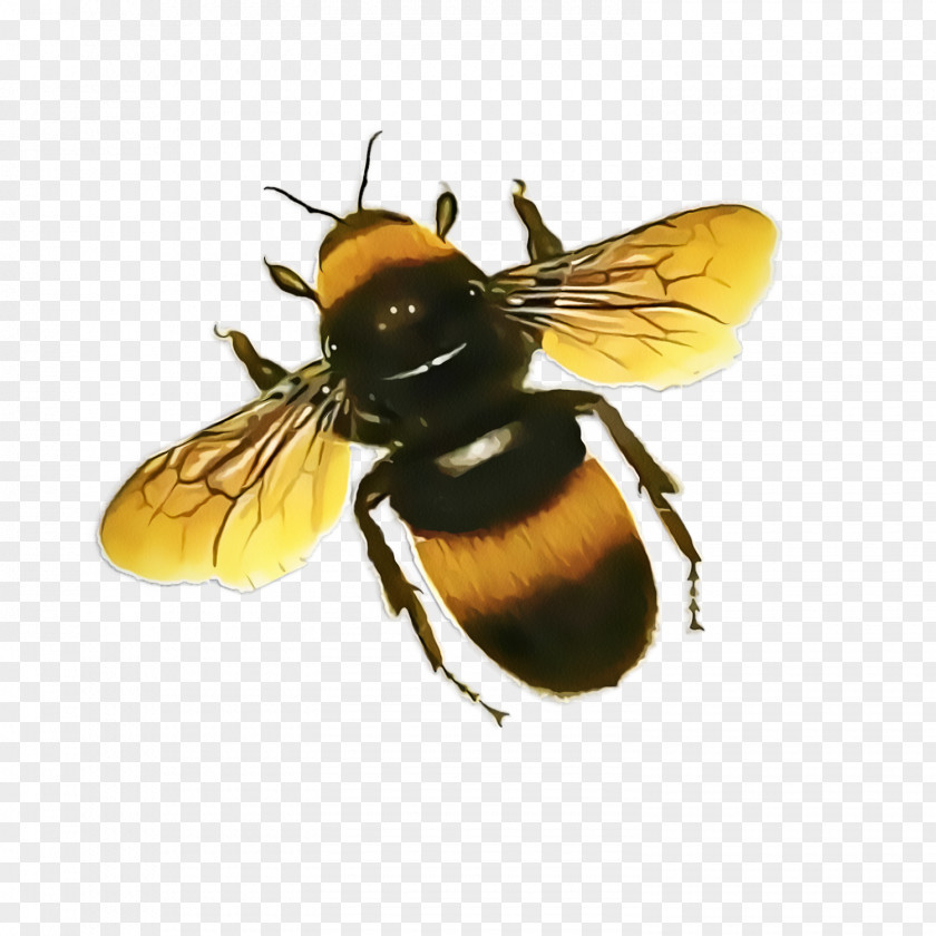 House Fly Black Bumblebee PNG