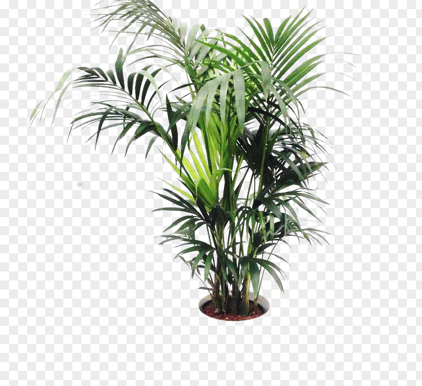 Oil Palms Flowerpot Houseplant Plant Stem PNG