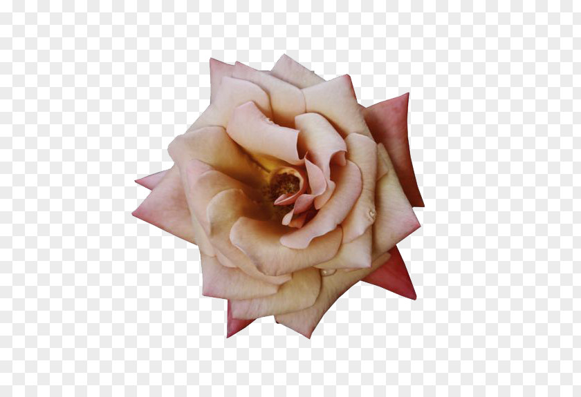 Rose Creative Rosa Chinensis Centifolia Roses Flower PNG