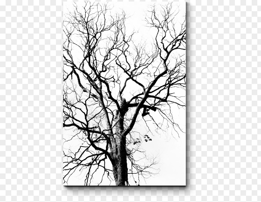 Tree Stock Photography Drawing Leaf PNG