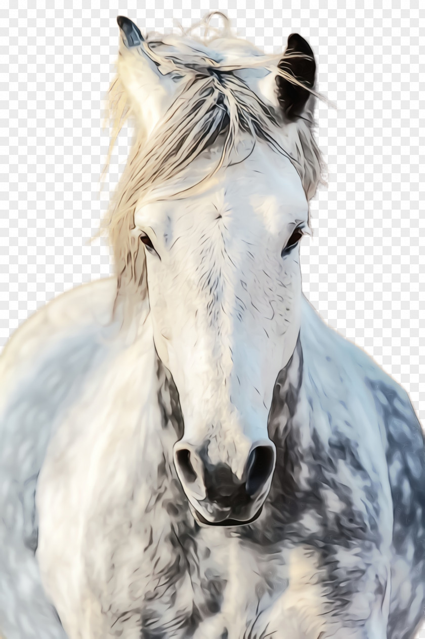 Animal Figure Snout Horse White Mane Stallion Mare PNG