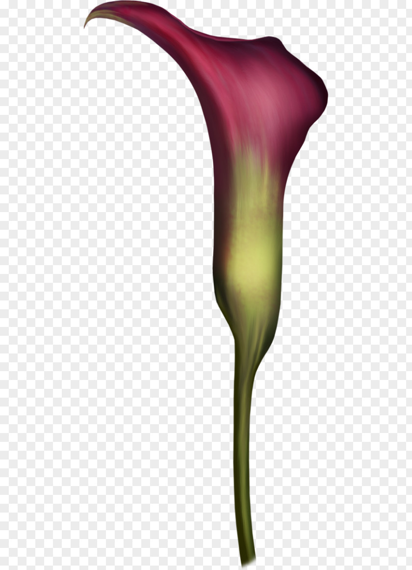 Arum Lilies Petal Plant Stem PNG
