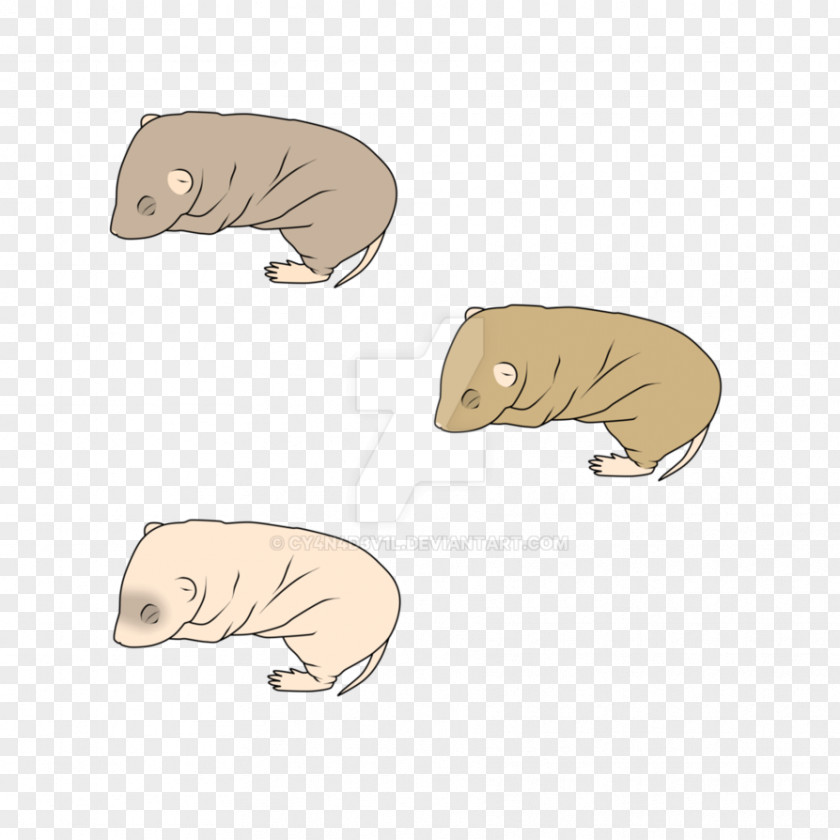 DeviantArt Rattery Canidae Bear PNG