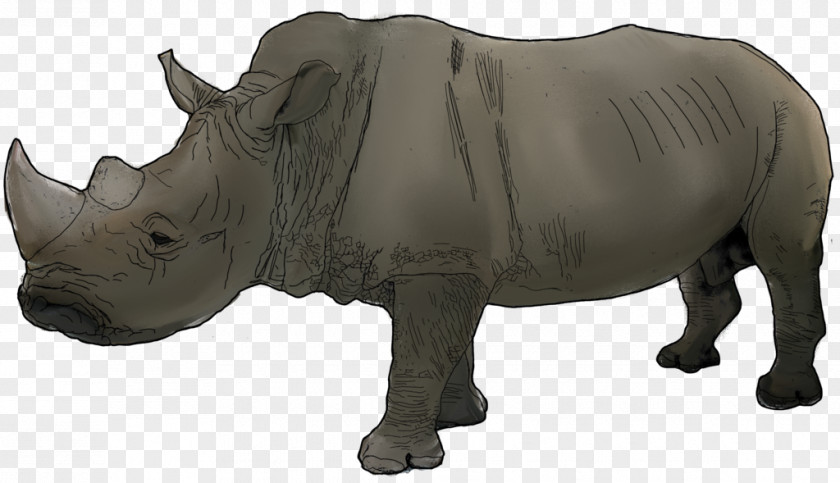 Endangered Rhino Rhinoceros Cattle Mammal Fauna Wildlife PNG