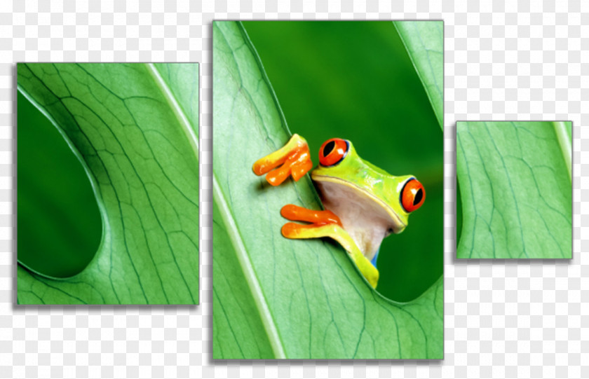 Frog Tree Samsung Galaxy A8 S6 Desktop Wallpaper PNG