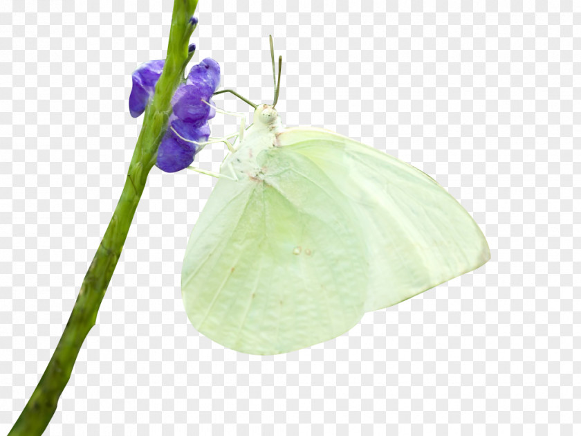 White Butterfly Insect PNG