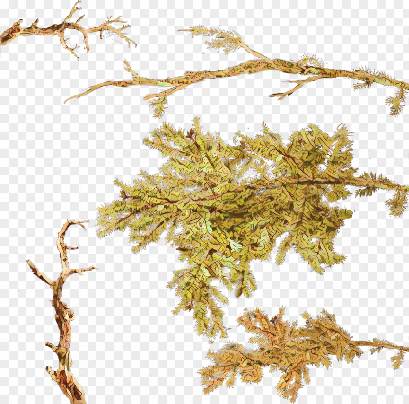 Red Juniper Plant Stem Wood Texture PNG