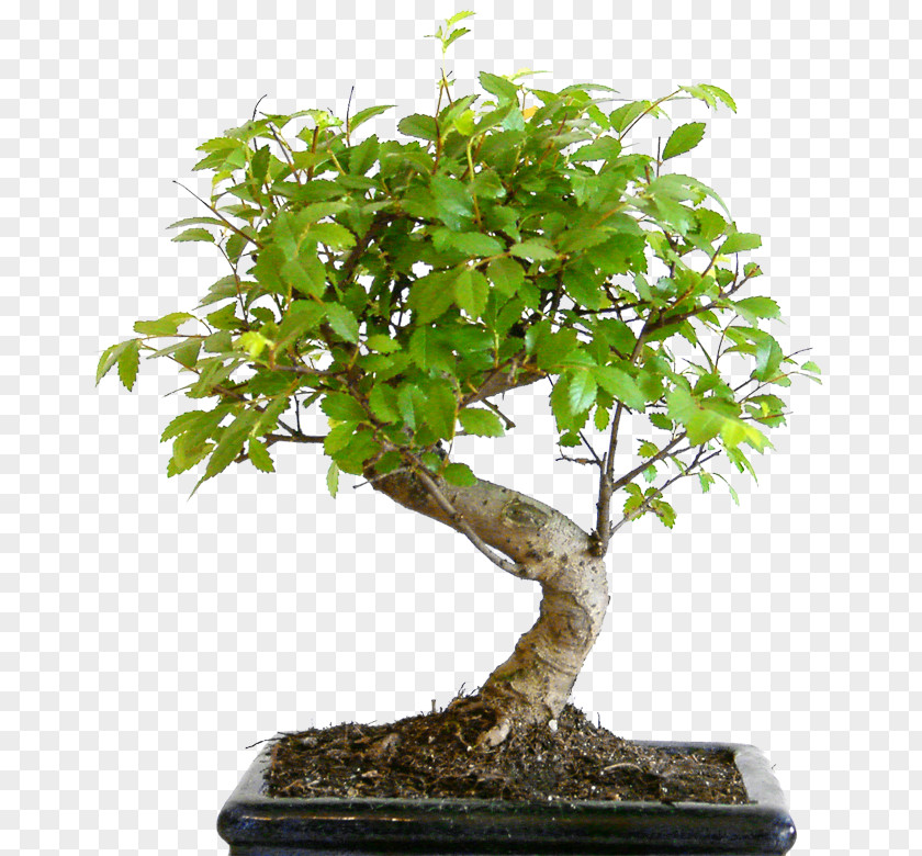 Tree Bonsai Styles Sageretia Theezans Flowerpot PNG