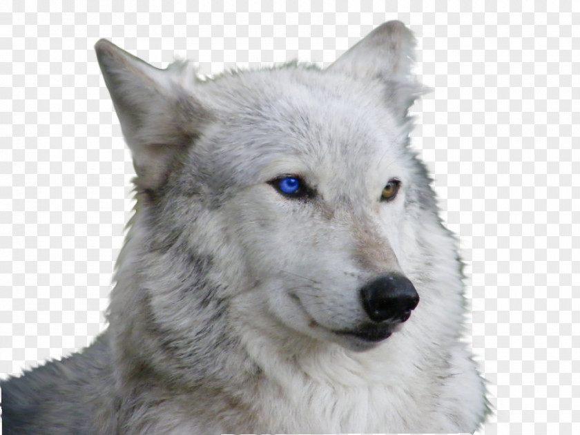 Wolf Siberian Husky Arctic Puppy Blue Eye PNG