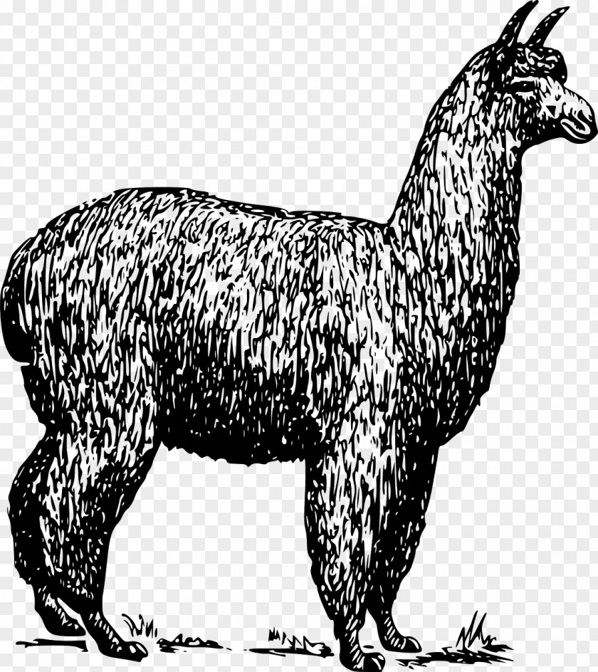 Alpaca Closeup Llama Guanaco Clip Art PNG