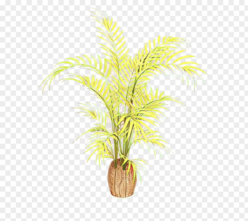 Date Palm Flowerpot Houseplant Oil Palms Trees PNG