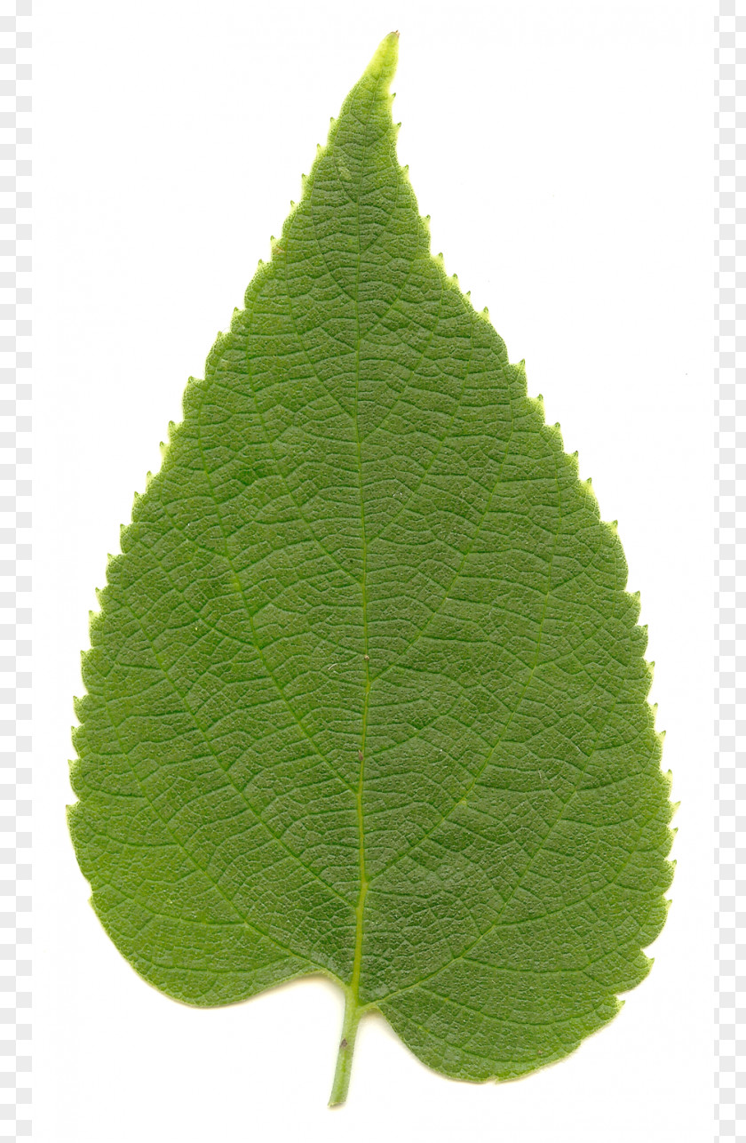 Green Leaves Celtis Occidentalis Laevigata Sinensis Cercidiphyllum Japonicum Leaf PNG