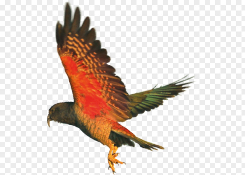 Parrot Hawk Kea Hellabrunn Zoo Beak PNG