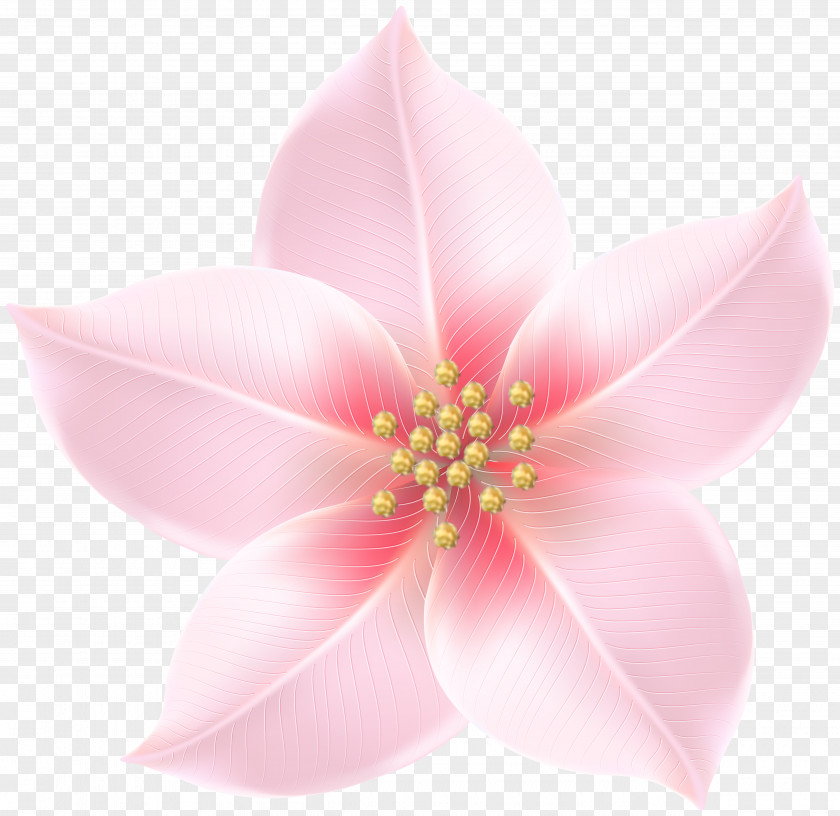 Pink And Gold Flowers M PNG