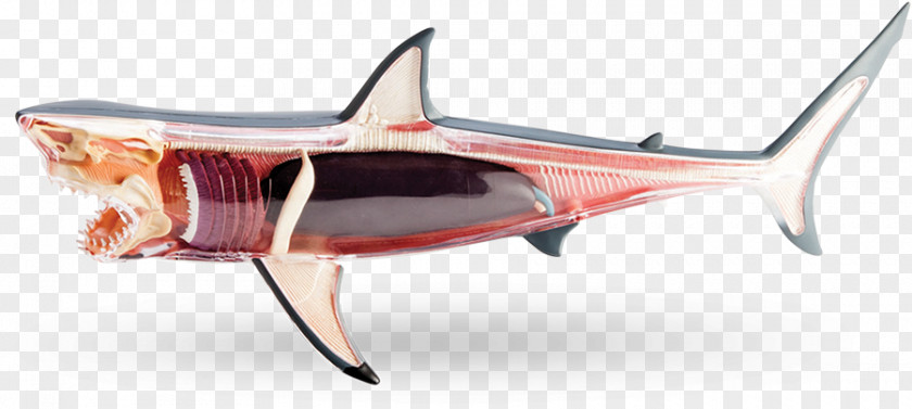 Shark Anatomy Great White Human Body PNG
