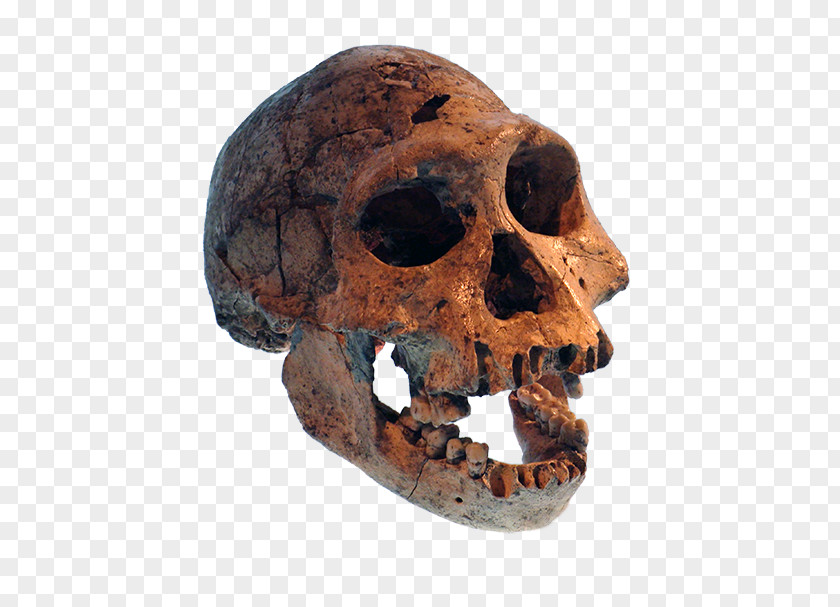 Skull Prehistory Neanderthal Dmanisi Homo Sapiens PNG