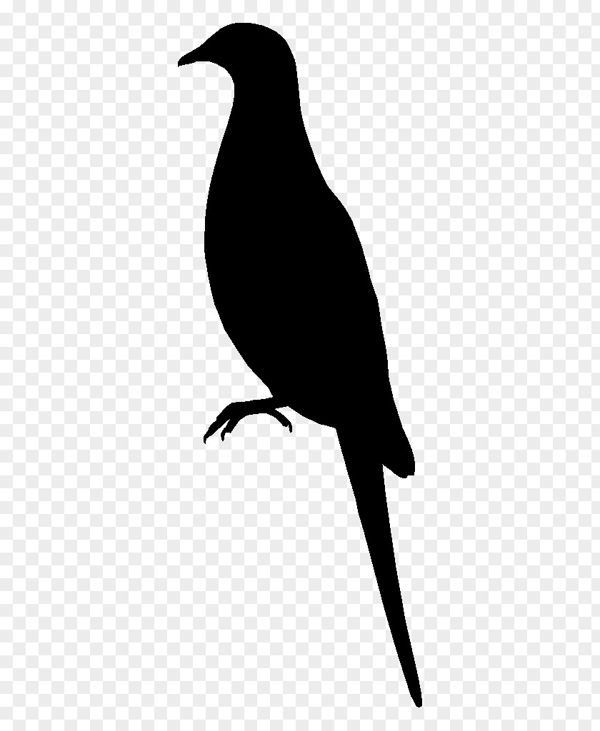 Bird Beak Silhouette Perching Blackbird PNG