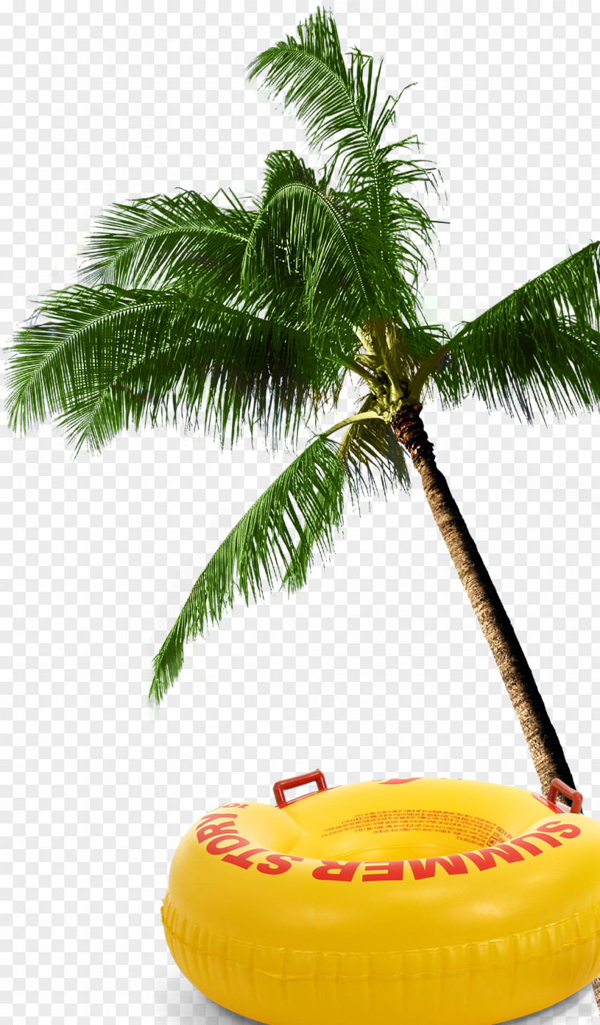 Coconut Tree Arecaceae PNG