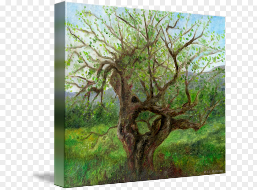 Forest Gallery Wrap Vegetation Canvas Printmaking PNG