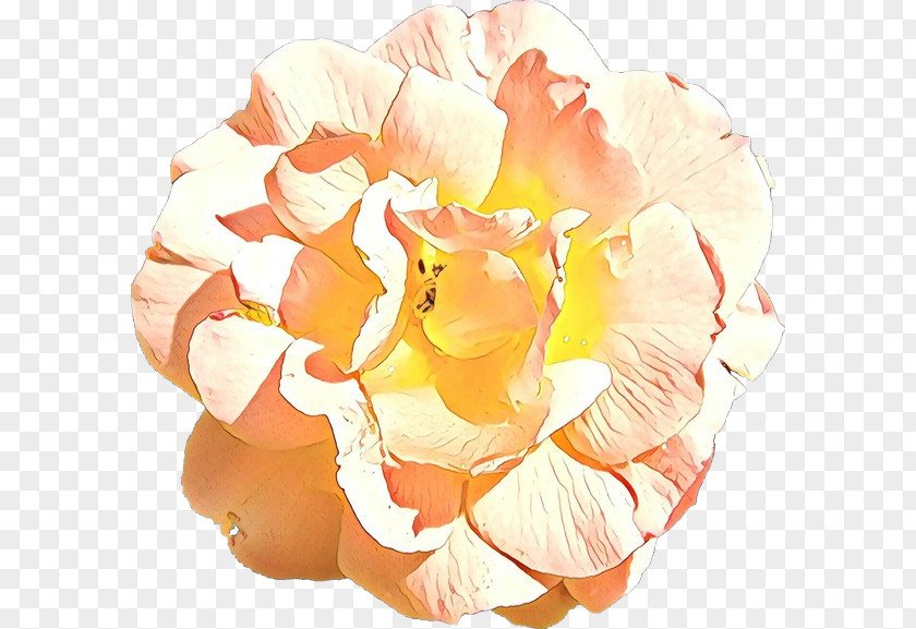 Plant Garden Roses PNG