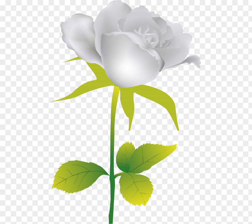 Rose Garden Roses Flower PNG