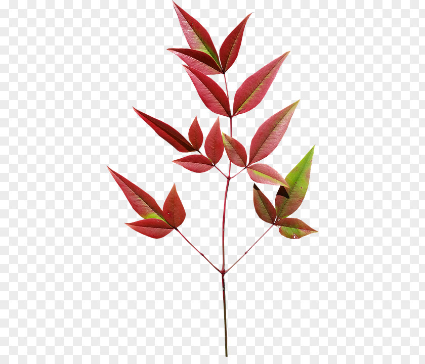 Bamboo Petal Autumn Leaf Color Plants PNG