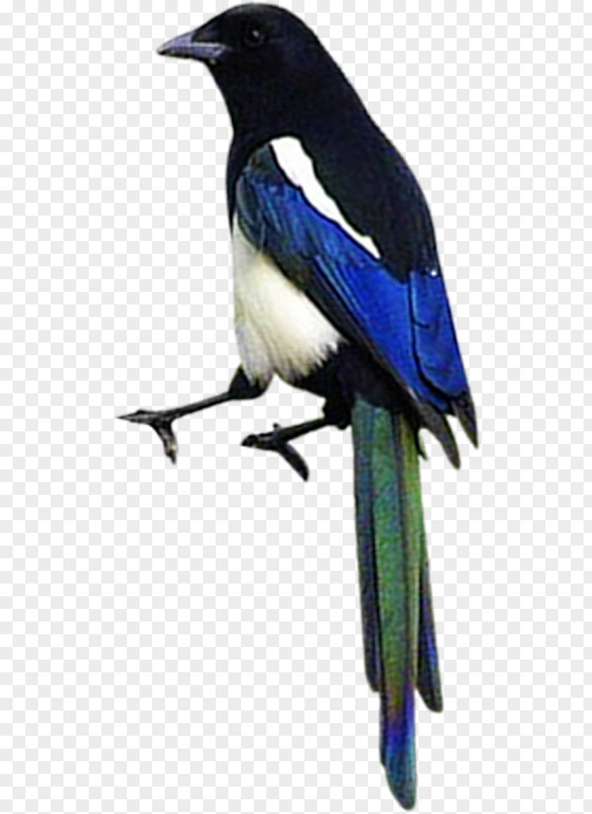 Bird Eurasian Magpie Airplane PNG