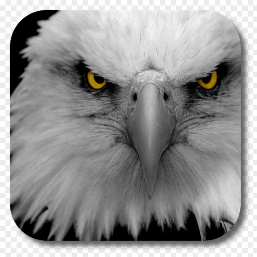 Eagle Bald Desktop Wallpaper Eye Drawing PNG