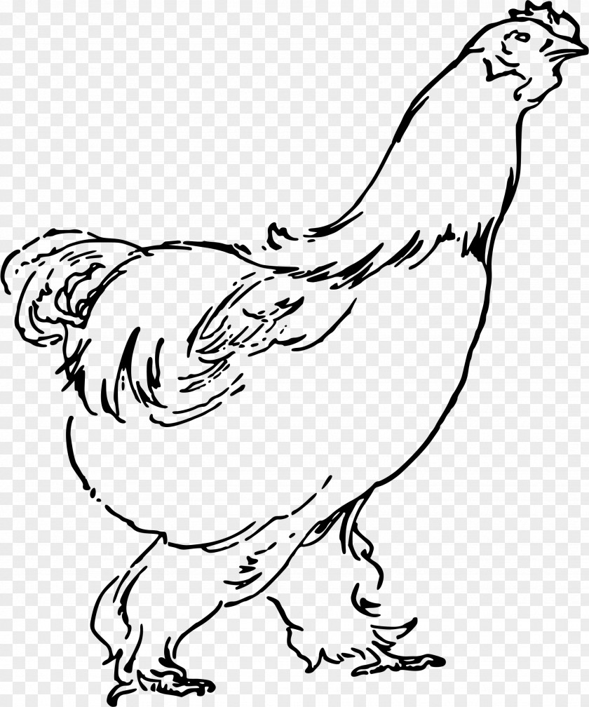 Hen Chicken Soup Rooster Fried Clip Art PNG