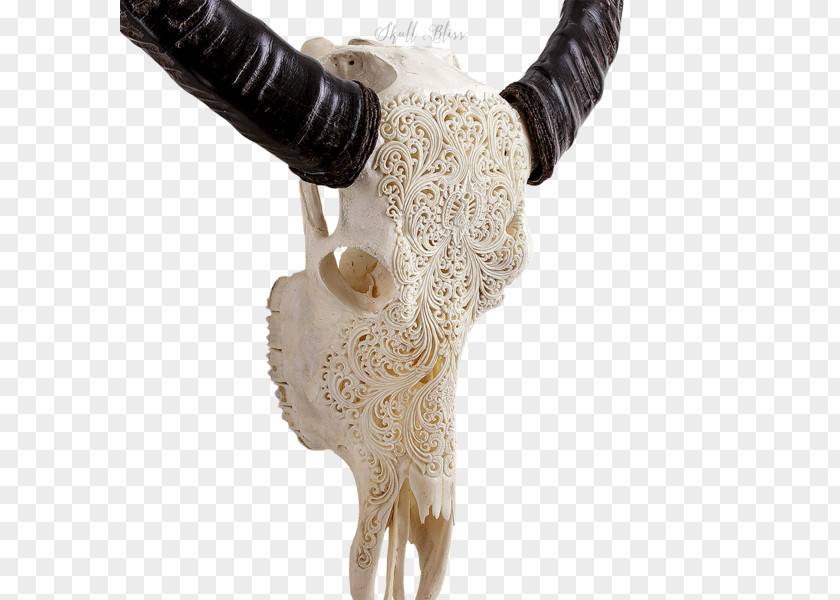 Skull Animal Skulls Cattle Buffalo PNG