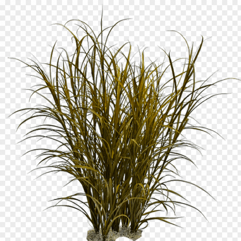 Grass Grasses Ornamental Weed Pennisetum Alopecuroides PNG