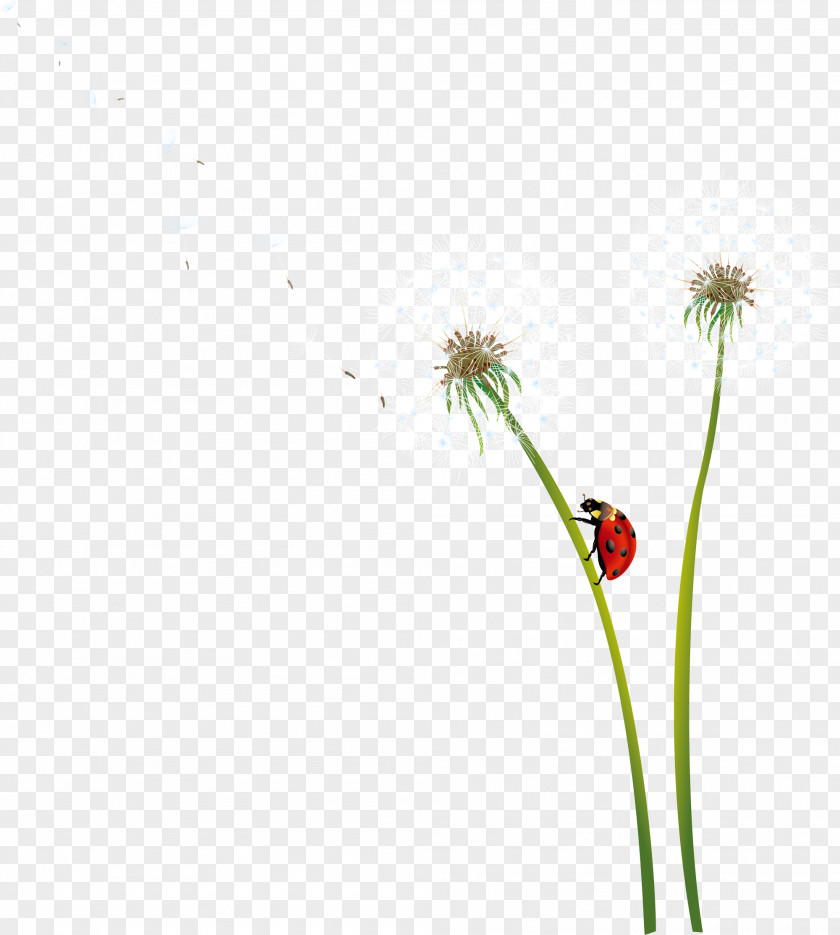 Hand Painted White Dandelion Icon PNG